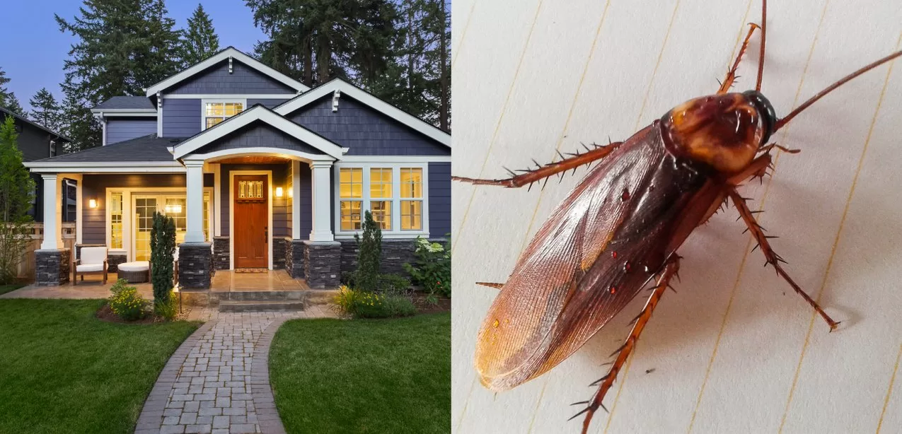 What Attracts Roaches to Your Home? image - What Attracts Roaches to Your Home?