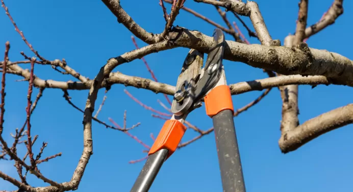 5 Tips for Proper Tree Maintenance