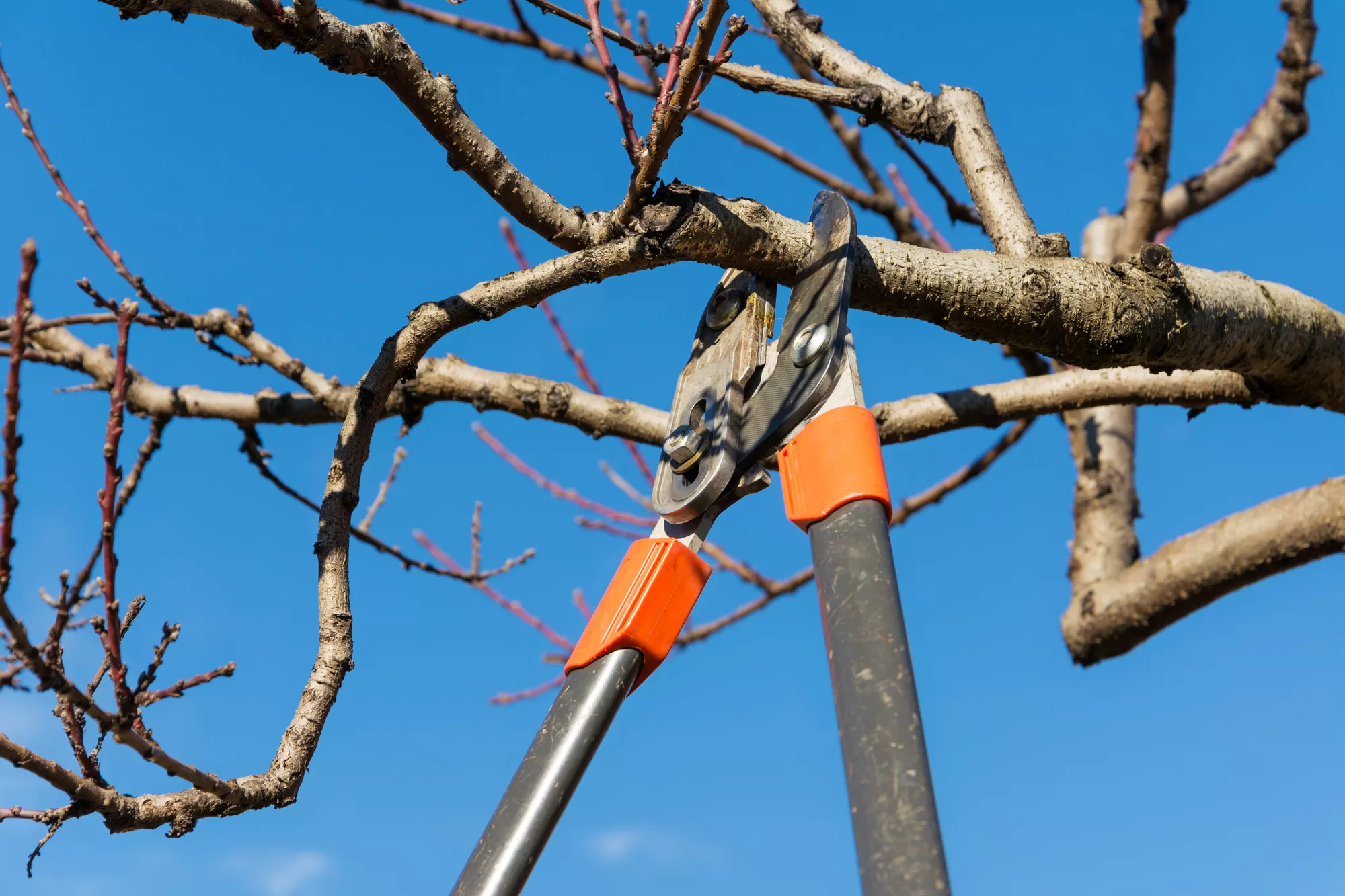 5 Tips for Proper Tree Maintenance image - 5 Tips for Proper Tree Maintenance