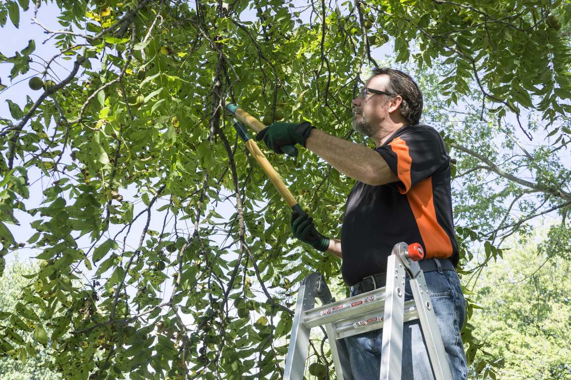 How to Prune a Tree: 4 Killer Mistakes to Avoid image - How to Prune a Tree: 4 Killer Mistakes to Avoid