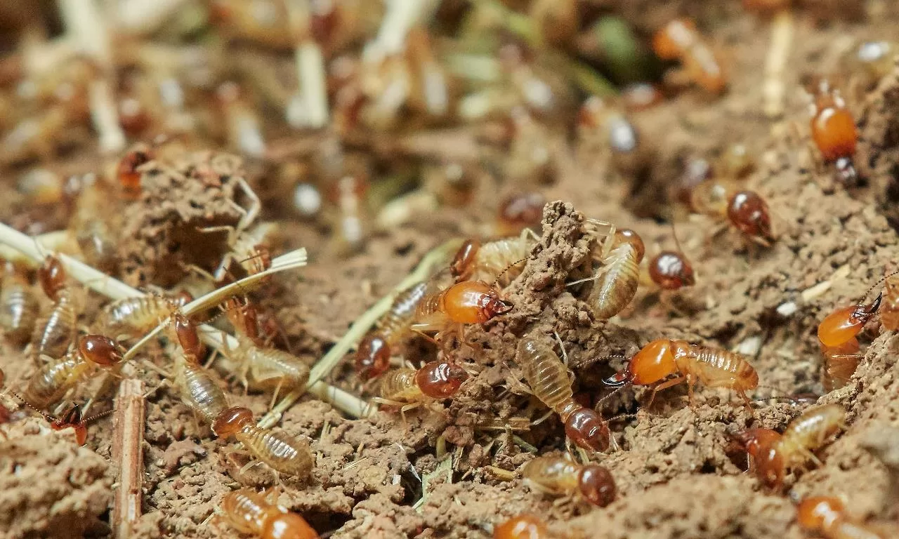 Essential Tips for Choosing a Termite Exterminator image - Essential Tips for Choosing a Termite Exterminator