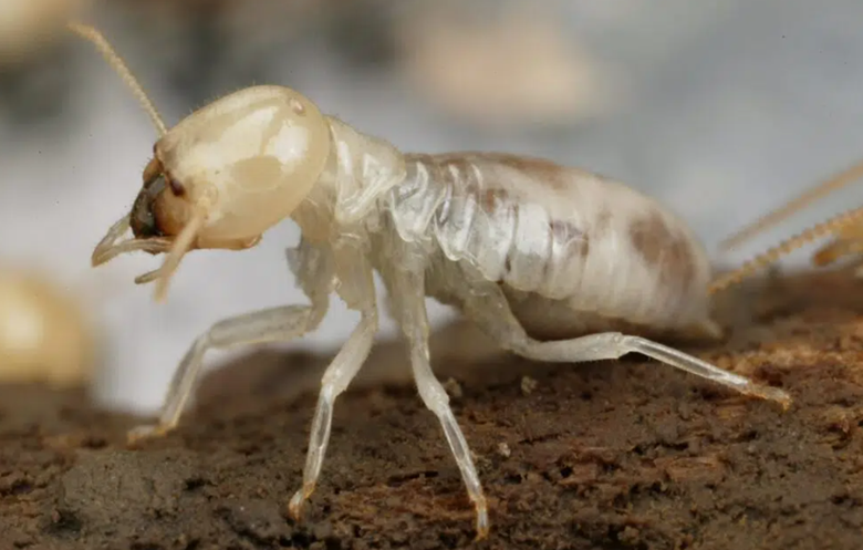 Termite Damage and Prevention: Safeguarding Your Property from Costly Destruction image - Termite Damage and Prevention: Safeguarding Your Property from Costly Destruction