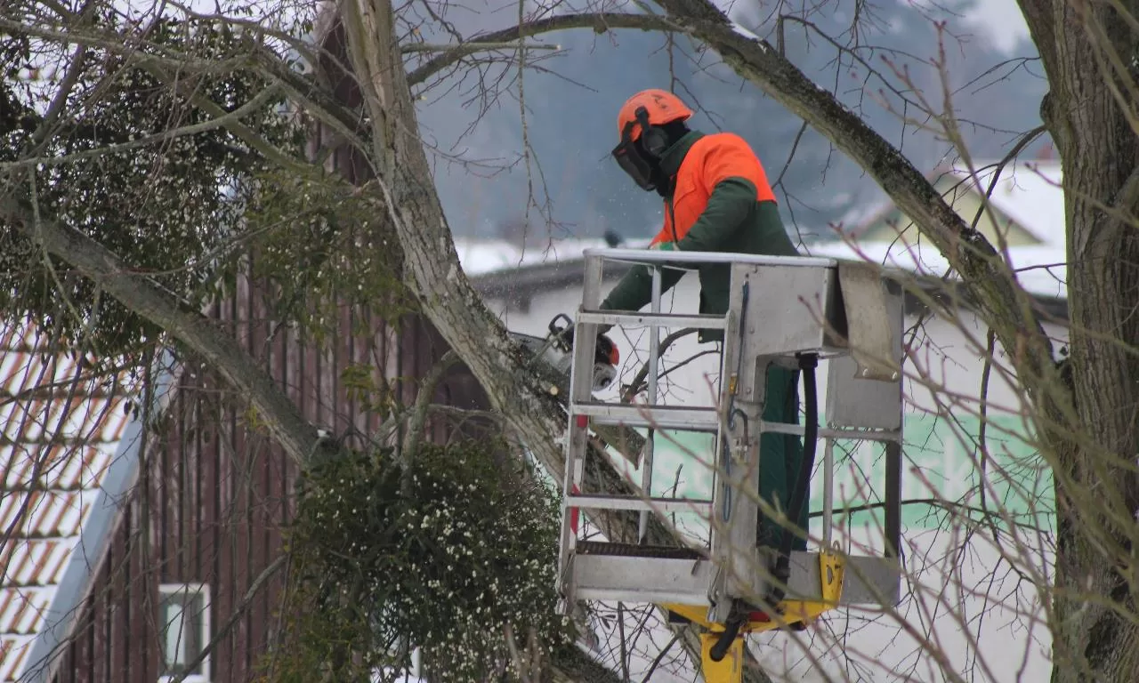 When Do You Need a Trusted Emergency Tree Service image - When Do You Need a Trusted Emergency Tree Service