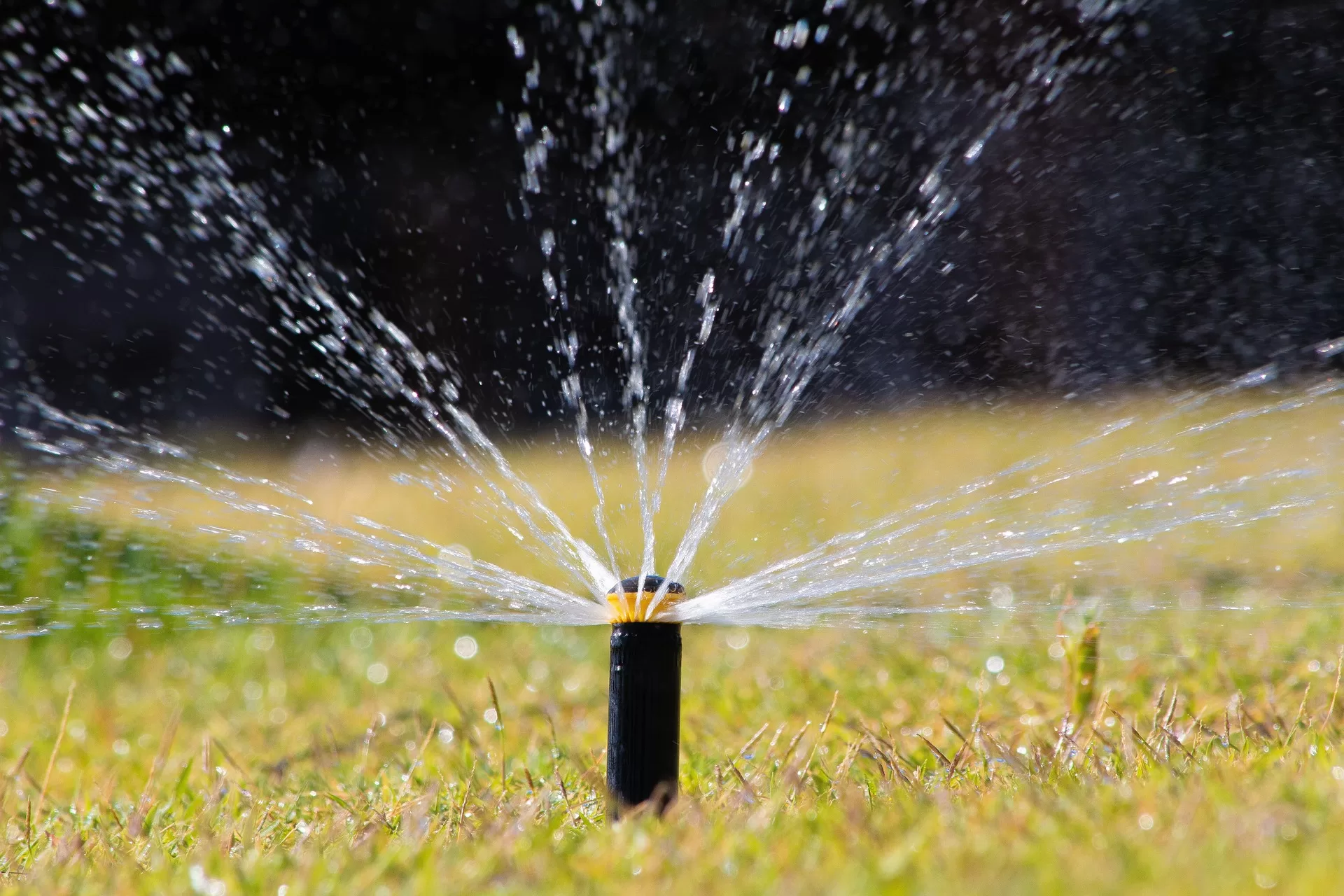 8 Phases to Watering New Grass Seeds image - 8 Phases to Watering New Grass Seeds