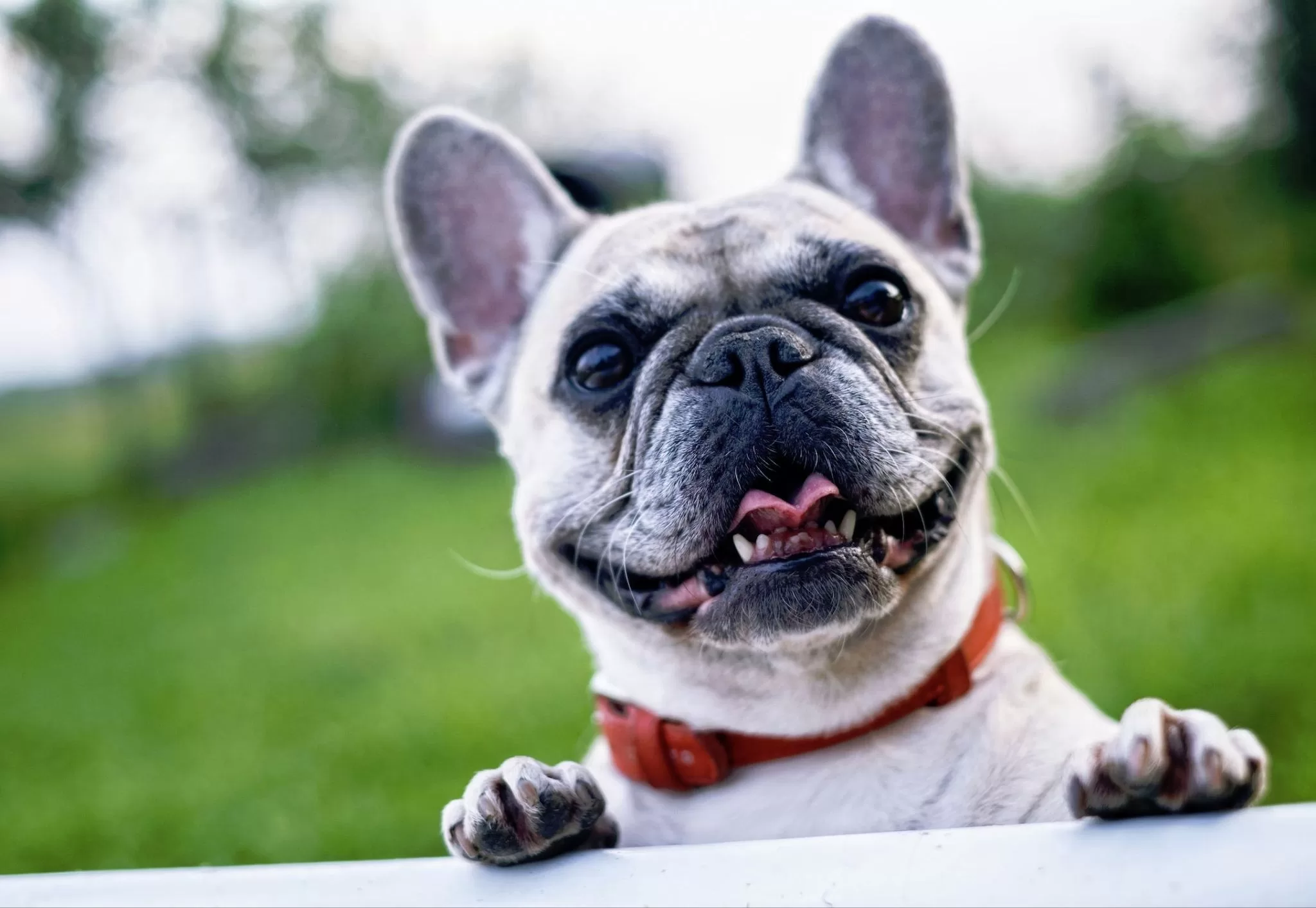 How to Train Your Dog to Be a Good Neighbor image - How to Train Your Dog to Be a Good Neighbor