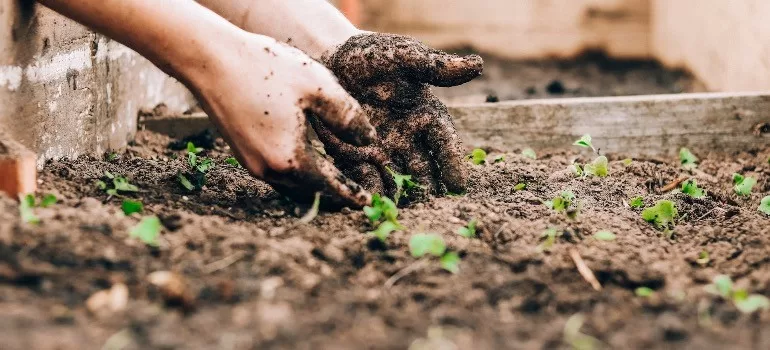 A person planting something in the new home garden they are starting image - A person planting something in the new home garden they are starting