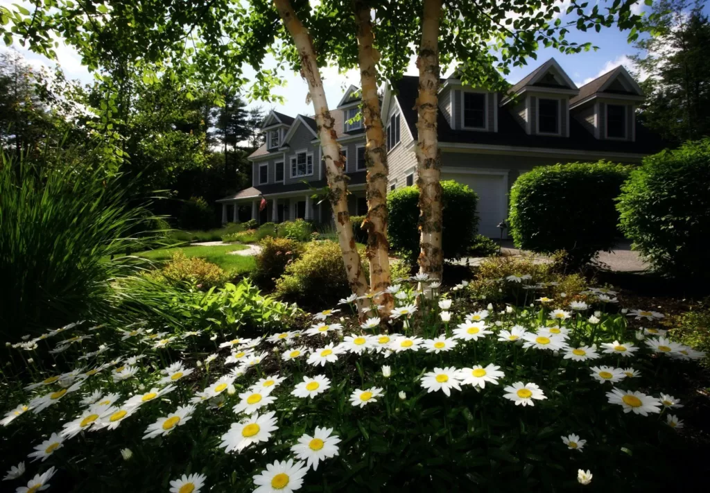 image - What is the Importance of Trimming Your Trees?