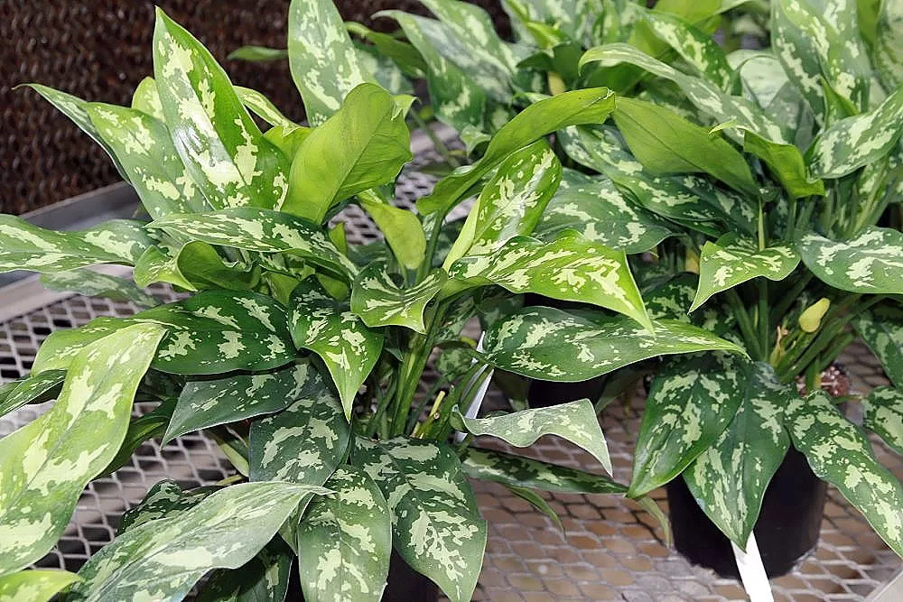 Repotting is Important image - Repotting is Important