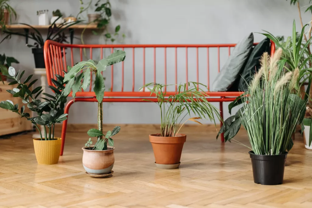 The Benefits of Live Plants in the Workplace image - The Benefits of Live Plants in the Workplace