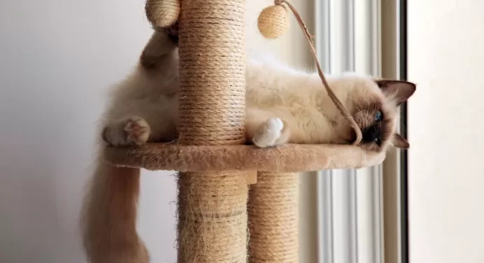 Why Cats Need Indoor Cat Trees or Towers