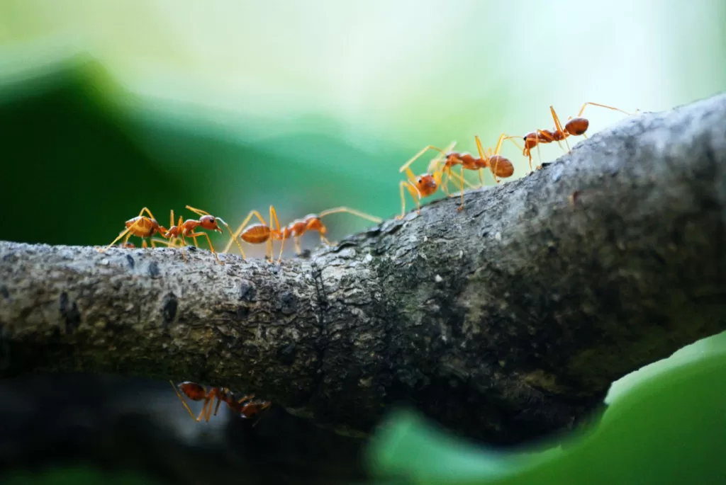 Ant Proofing Your Home: the Ultimate Pest-free Guide
