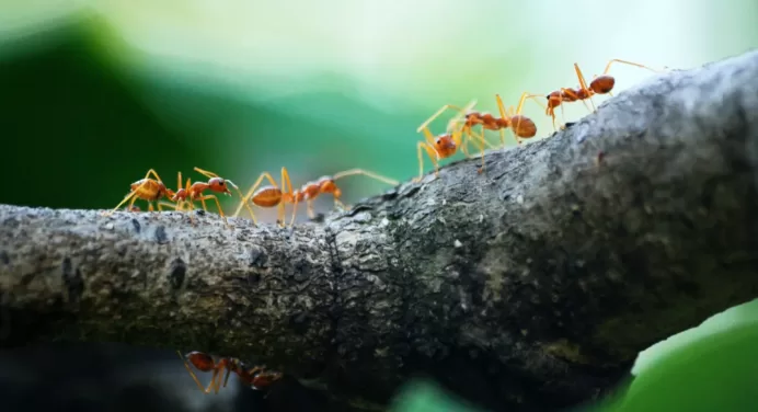Ant Proofing Your Home: The Ultimate Pest-free Guide