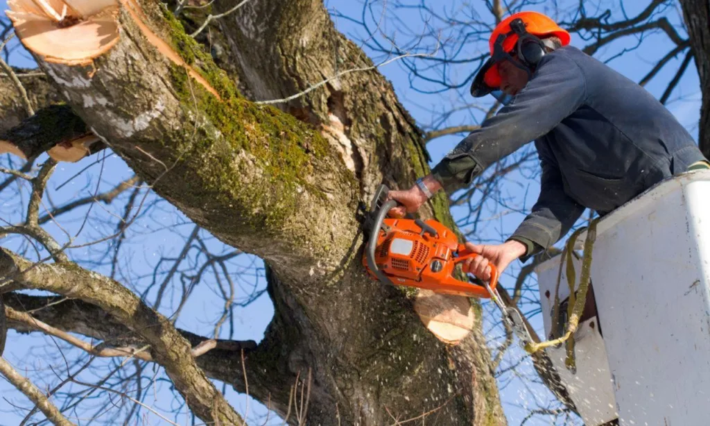 Guide to Tree Trimming and Removal image - Guide to Tree Trimming and Removal