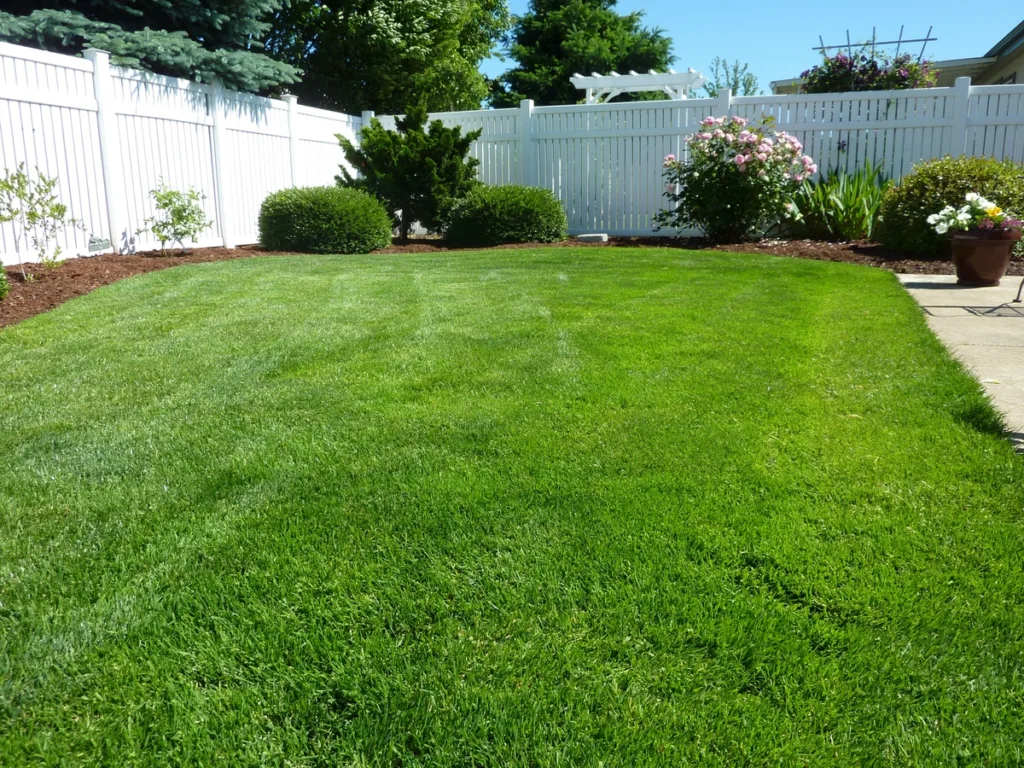 image - Maintaining a Healthy Lawn Year-Round Essential Tips for Success