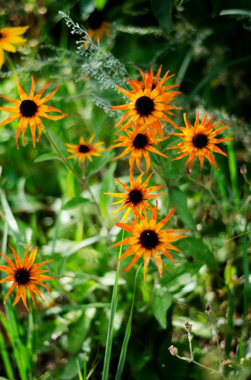 Close-up Photo of Black-eyed Susan Flowers