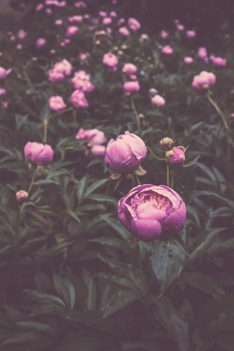 Field of Blossoming Peonies