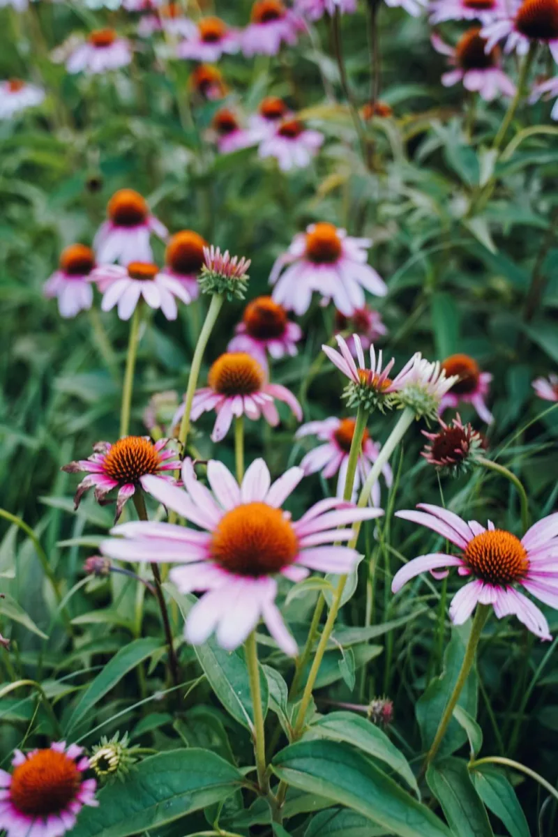 A Close-Up Shot of Coneflowers