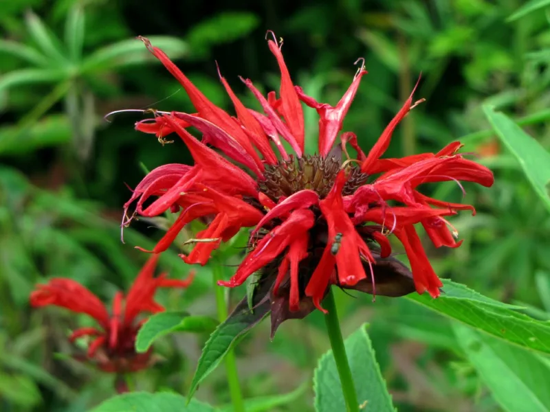 Crimson Bee Balm