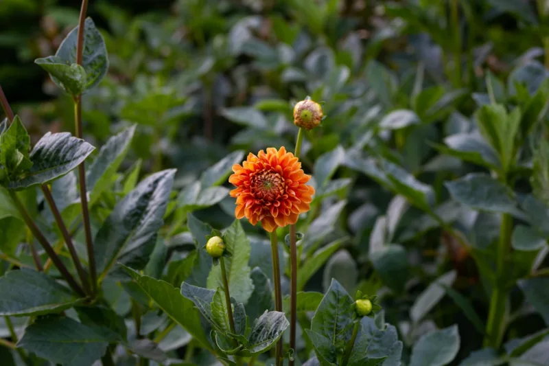 Dahlias