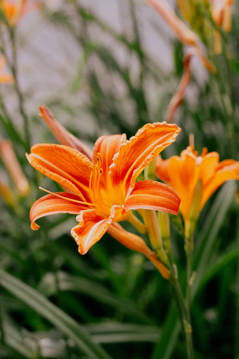 Blooming Tiger Daylily Flower