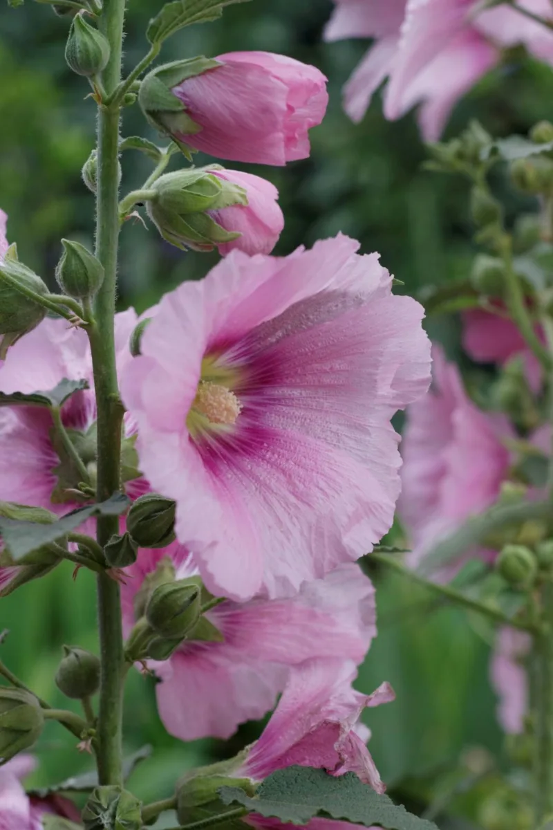 Pink Hollyhock Flowers