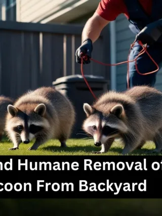 Raccoons can be tricky to deal with, but there are safe ways to remove them from your yard.