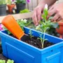 DIY Gardening - Carefully planting a new flower.